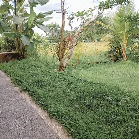 Maha House Mid Of Ricefields